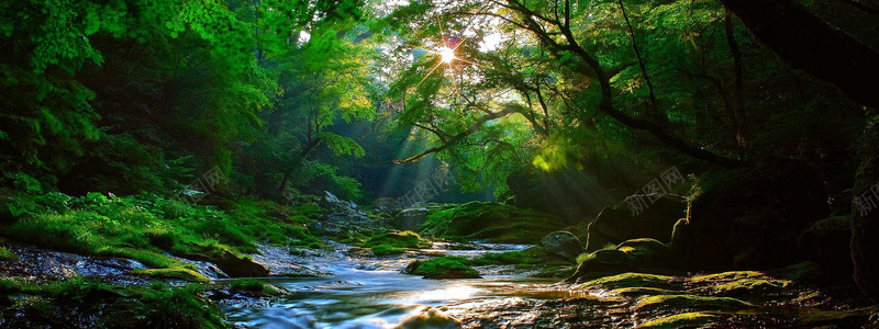 森林流水背景