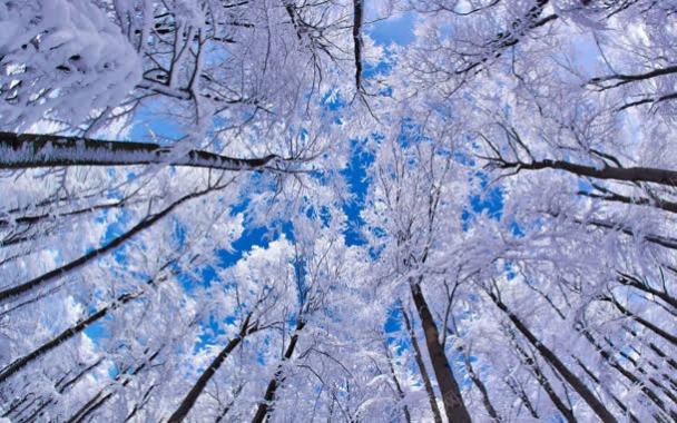 梦幻冬季树林风景背景