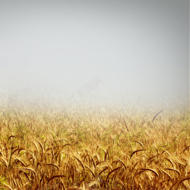 金色稻田服装主图背景背景