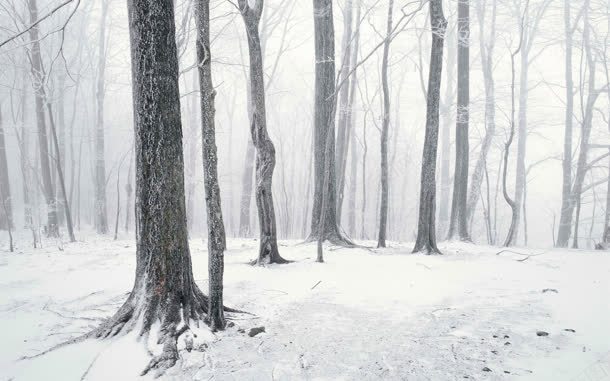 冬季雪地干枯树林海报背景jpg设计背景_88icon https://88icon.com 冬季 干枯 树林 海报 背景 雪地