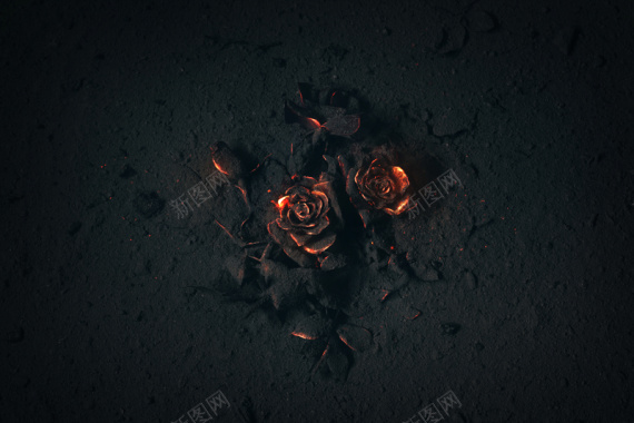 灰烬的地面上燃烧的玫瑰花背景背景