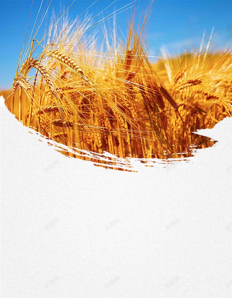 橙色简约风醉美乡村宣传psd设计背景_88icon https://88icon.com 乡村游 乡村田野 乡村稻田 宣传宣传 旅游宣传 最美乡村 橙色 田野 稻田 简约风 醉美乡村