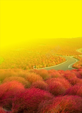 风景黄底红色树背景摄影图片