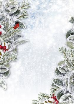 杉树枝圣诞节冰冻背景高清图片