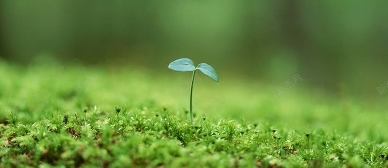 小树苗背景jpg设计背景_88icon https://88icon.com 小树苗 小清新 希望 幼苗 成长 文艺 文艺范 树苗 植物 海报banner 简约 绿色 绿芽