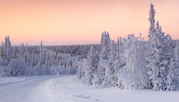 冬季森林的黄昏日落背景