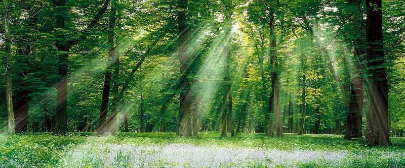 森林阳光背景摄影图片