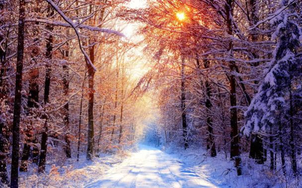 阳光照射下的雪与树背景