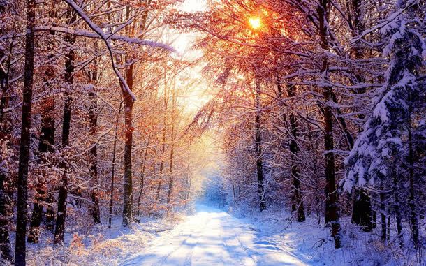 阳光照射下的雪与树jpg设计背景_88icon https://88icon.com 照射 阳光
