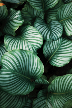 深绿色手绘热带植物小清新背景背景