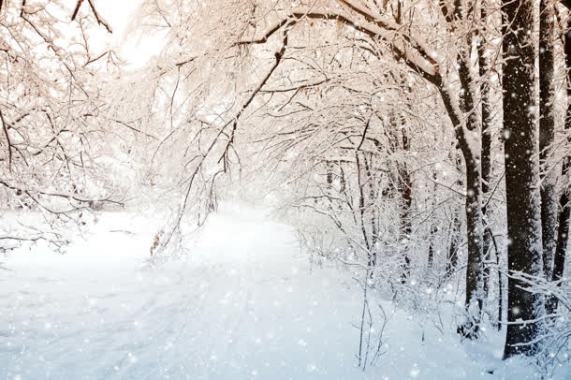 梦幻雪后的树枝雪花背景