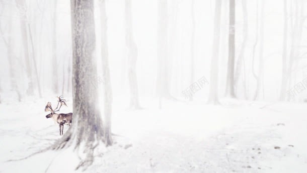 冬季洁白树林麋鹿海报背景背景