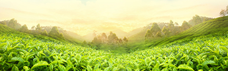 茶叶小清新绿色淘宝海报背景背景