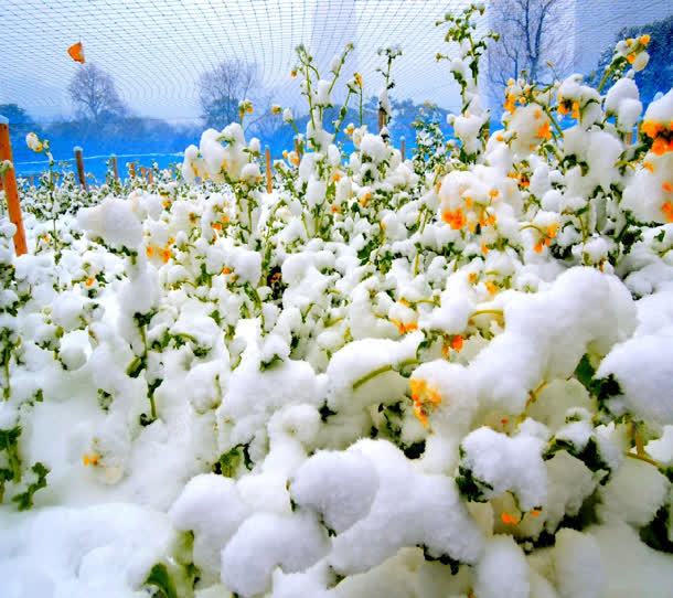 大雪下面的绿色小花草海报背景jpg设计背景_88icon https://88icon.com 下面 大雪 海报 绿色 背景 花草