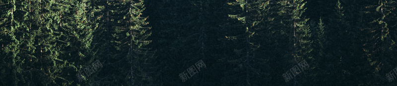 森林绿色背景摄影jpg_88icon https://88icon.com 摄影 森林 绿色 背景