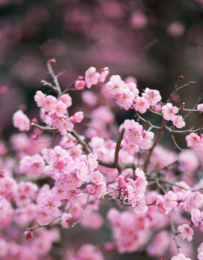 桃花美景jpg_88icon https://88icon.com 唯美 摄影 文艺 桃花 美好 花卉 风景