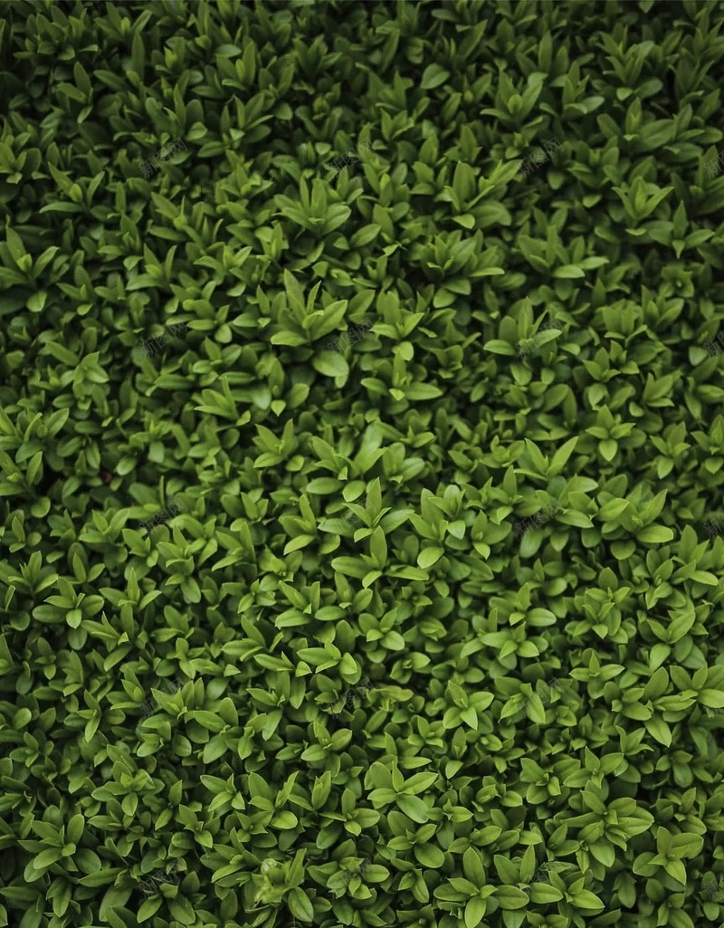 绿色草地纹理摄影H5背景jpg设计背景_88icon https://88icon.com H5背景 小清新 摄影 文艺 素材 纹理 绿色 草地