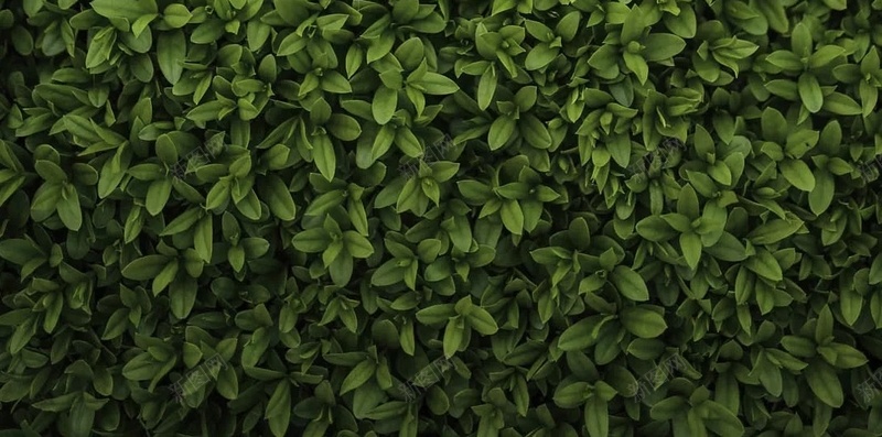 绿色草地纹理摄影H5背景jpg设计背景_88icon https://88icon.com H5背景 小清新 摄影 文艺 素材 纹理 绿色 草地