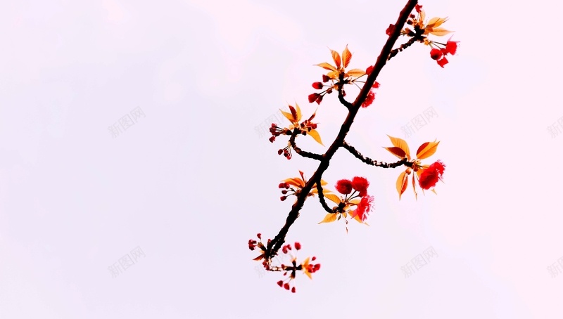 唯美清新简约春天樱花背景图之九psd设计背景_88icon https://88icon.com 唯美 春天 樱花 清新 简约