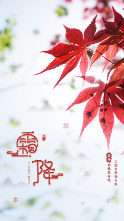 秋天枫叶背景图海报