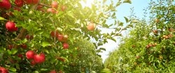 苹果园背景图美丽的苹果树景色高清图片