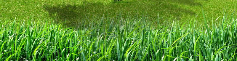 绿色环保清新海报背景psd设计背景_88icon https://88icon.com 低碳 公益 城市 小清新 文艺 海报 清新 环保 白云 简约 绿色 蓝天