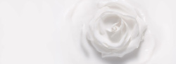 三八节海报白色玫瑰背景高清图片