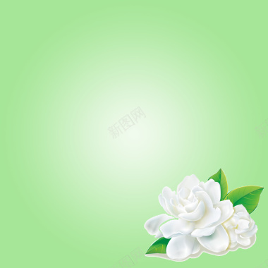 淡绿色纯色唯美简约茉莉花背景背景