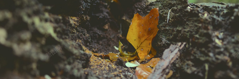 秋季落叶美景摄影20摄影图片