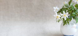 毛茛科海葵桌面上的小白花高清图片