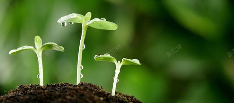 清新小草绿色背景图jpg设计背景_88icon https://88icon.com 嫩芽 小清新 文艺 海报banner 清新 清晨 空气 简约 绿色