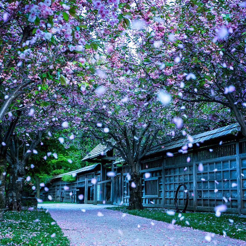三生三世十里桃花茅草屋桃花浪漫jpg设计背景_88icon https://88icon.com 三生三世十里桃花 中国风 古代 古装 桃花 梦幻 浪漫 茅草屋