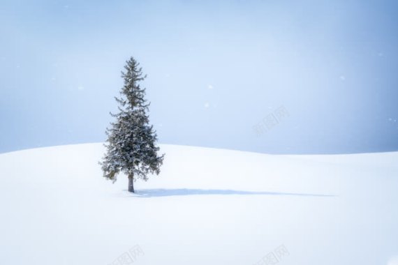 雪地里的松树海报背景背景