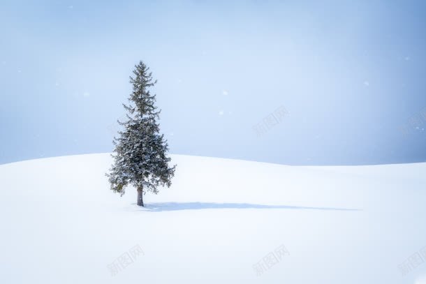 雪地里的松树海报背景jpg设计背景_88icon https://88icon.com 松树 海报 背景 雪地