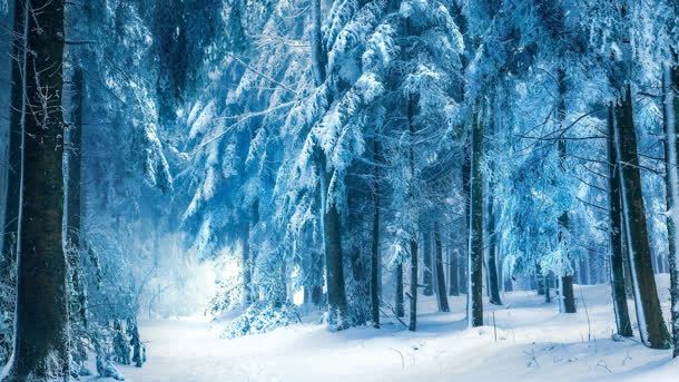 蓝色梦幻雪后树林背景