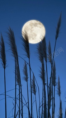 月夜下的芦苇H5背景背景
