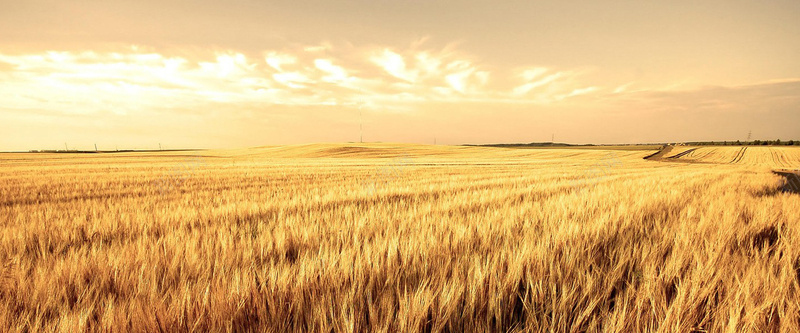 黄色麦田收割小麦夕阳天空背景