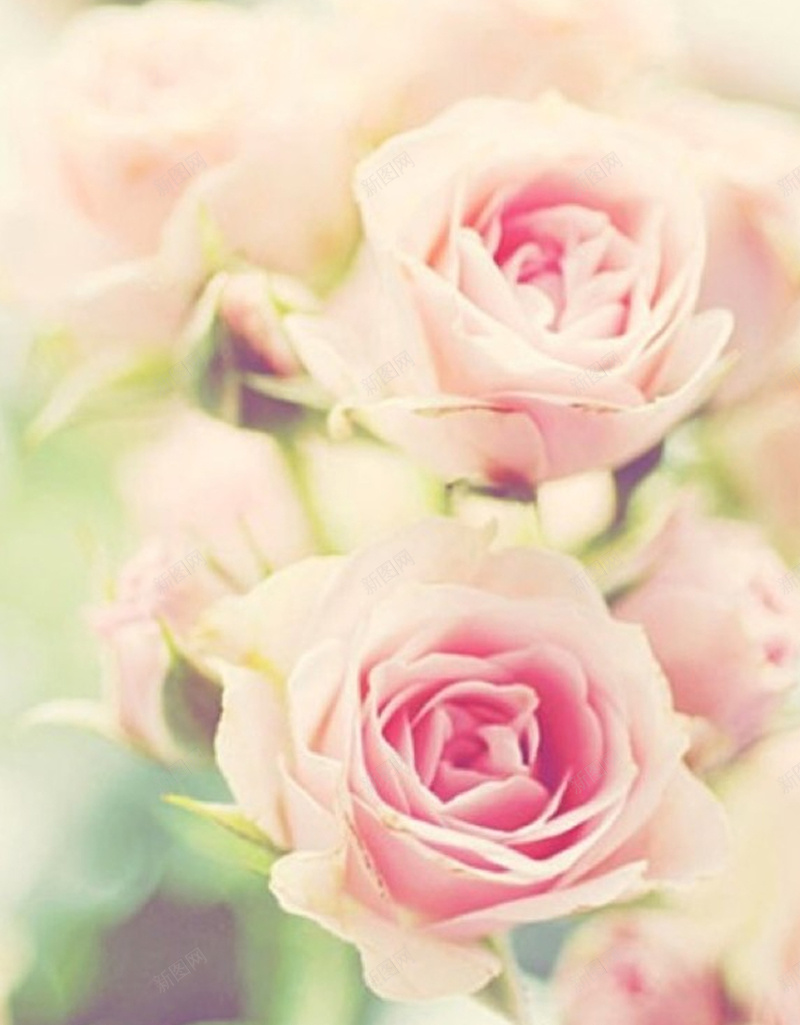 粉红色玫瑰花花海背景jpg设计背景_88icon https://88icon.com 小清新 文艺 清新花 玫瑰花 简约 粉色花 背景 花 花卉 花朵 花海 鲜花