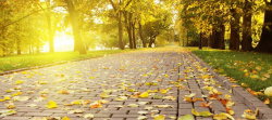 绿色街道秋季阳光落叶背景高清图片
