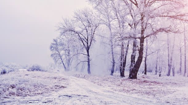 粉白色冬季树林壁纸jpg设计背景_88icon https://88icon.com 冬季 壁纸 树林 粉白色