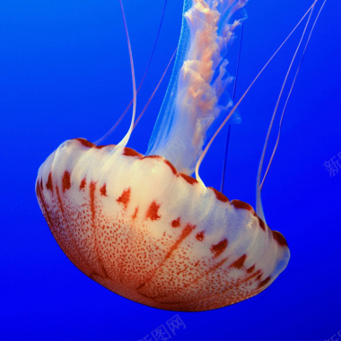 大海中的水母摄影图片