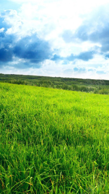 蓝天下的草原H5背景背景