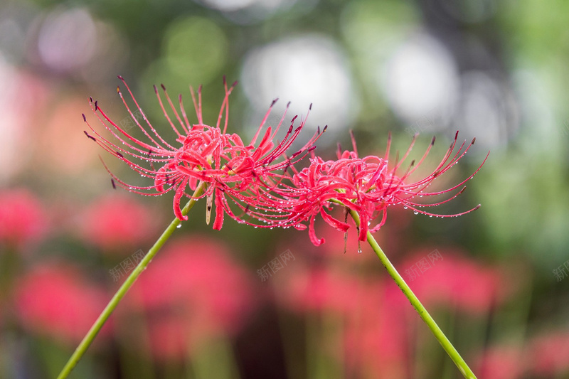 彼岸花背景jpg设计背景_88icon https://88icon.com 彼岸花 素材 花 风景