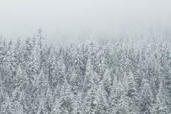 茫茫大雪茫茫风景景观高清图片