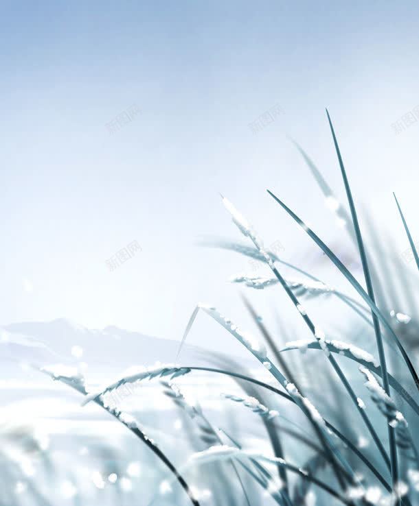 霜冻的相片jpg设计背景_88icon https://88icon.com 冬天 图片素材 底纹背景 摄影 树木 树木树叶 生物世界 背景花边 草 雪 霜冻 霜冻的相片图片 霜冻的相片图片素材下载 霜冻的草木