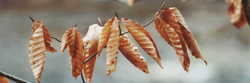 秋季落叶美景摄影12摄影图片