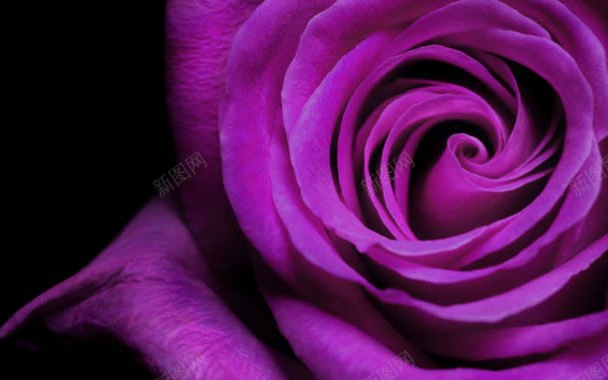 紫色玫瑰花背景背景