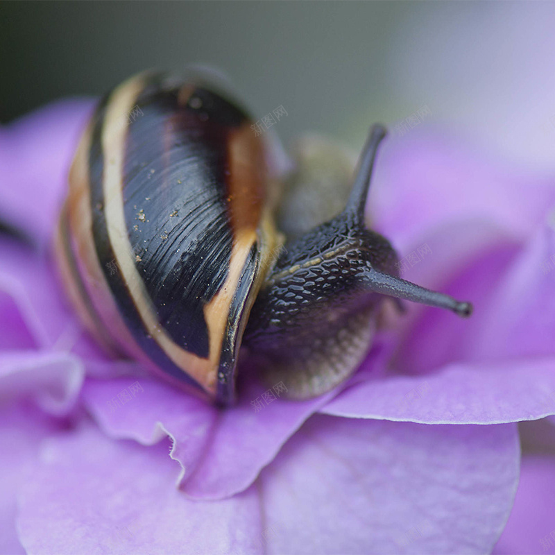 牵牛花上的蜗牛psd_88icon https://88icon.com 主图 摄影 牵牛花蜗牛紫色 风景