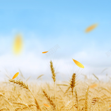 小麦清新食品促销PSD分层主图背景背景