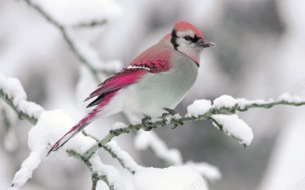 树枝上的红色小鸟冬季海报背景背景